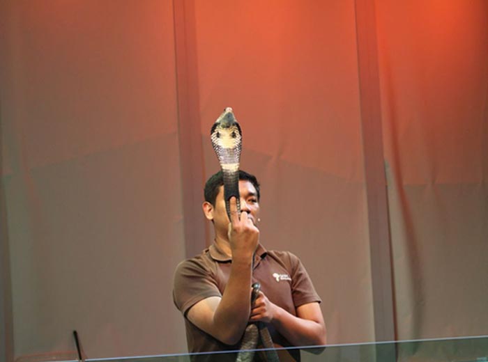 泰国毒蛇研究中心